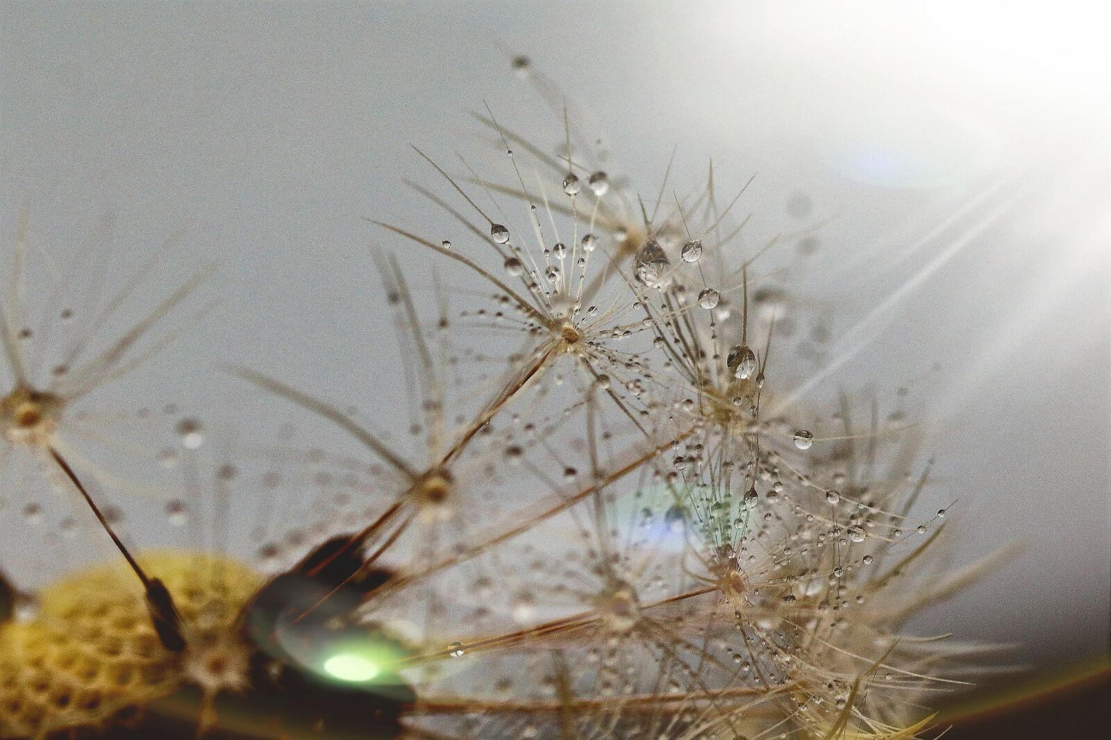 Canon EOS 1200D (EOS Rebel T5 / EOS Kiss X70 / EOS Hi) sample photo. Dandelion, raindrop, macro photography