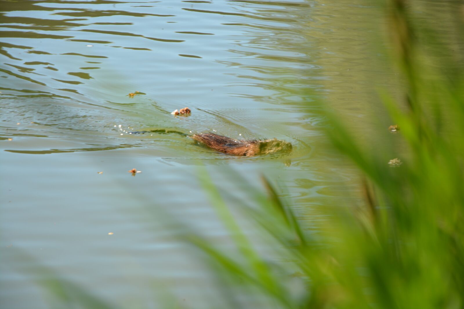 Nikon D7100 sample photo. Beaver, nature, landscape photography