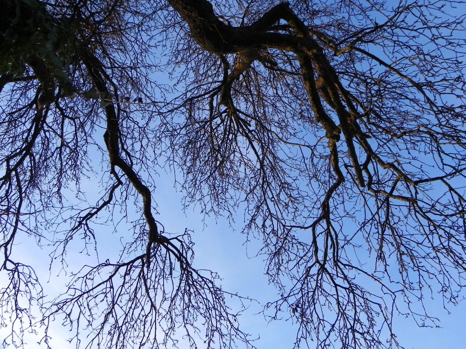 Nikon Coolpix P100 sample photo. Tree, sky, nature photography