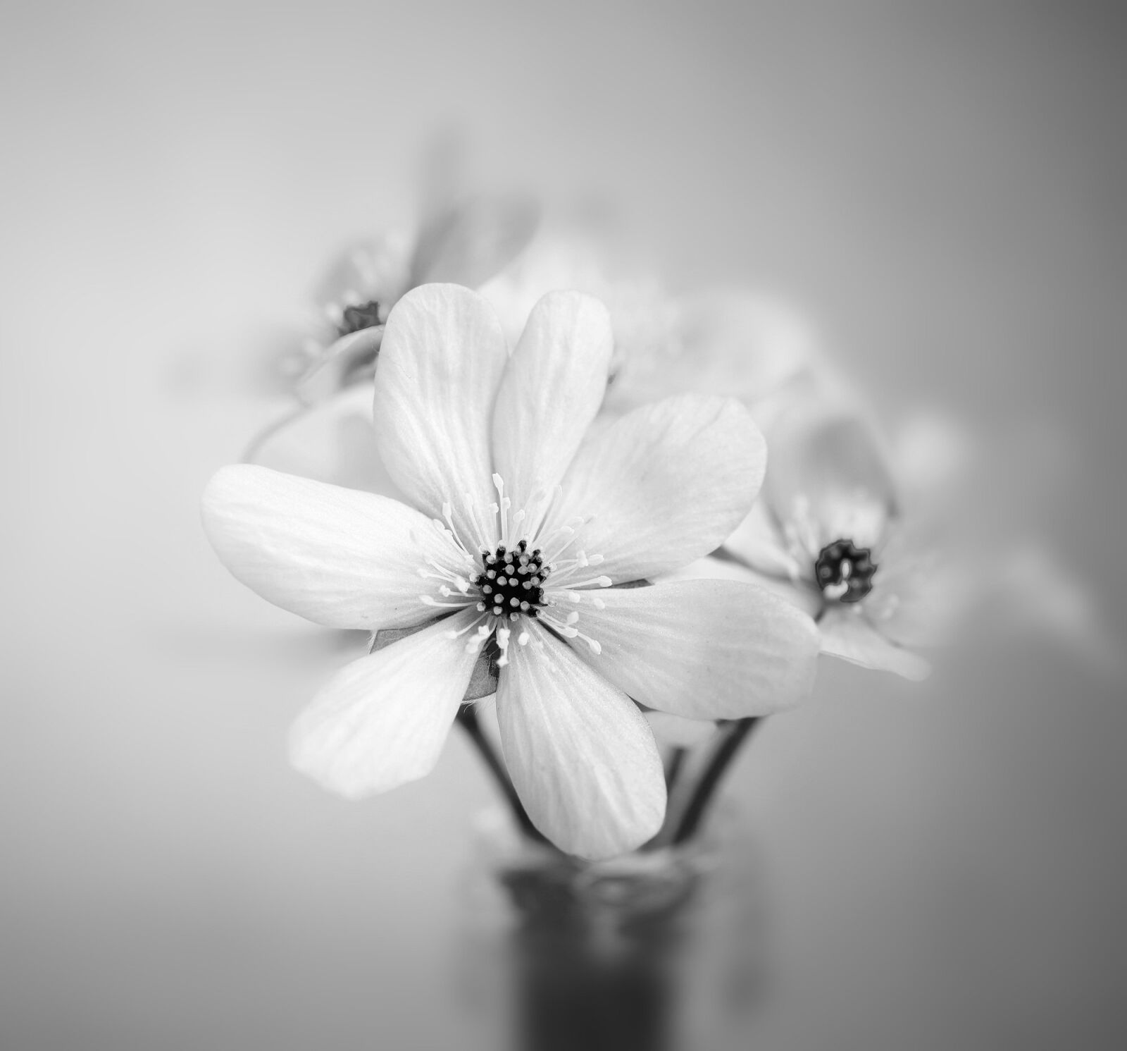Nikon D750 sample photo. Flower, hepatica, vase photography