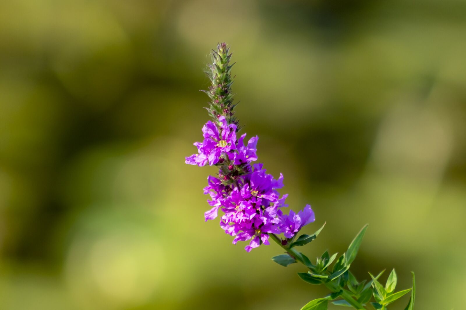 Canon EF75-300mm f/4-5.6 sample photo. Wildflower, meadow flower, flower photography
