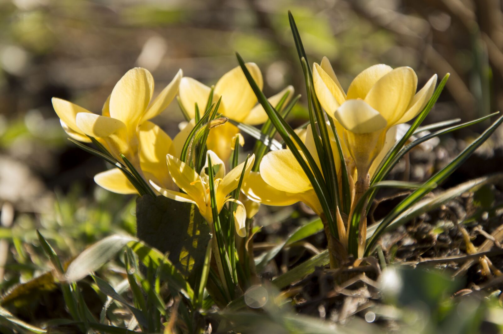 Nikon D3200 sample photo. Flower, a yellow flower photography