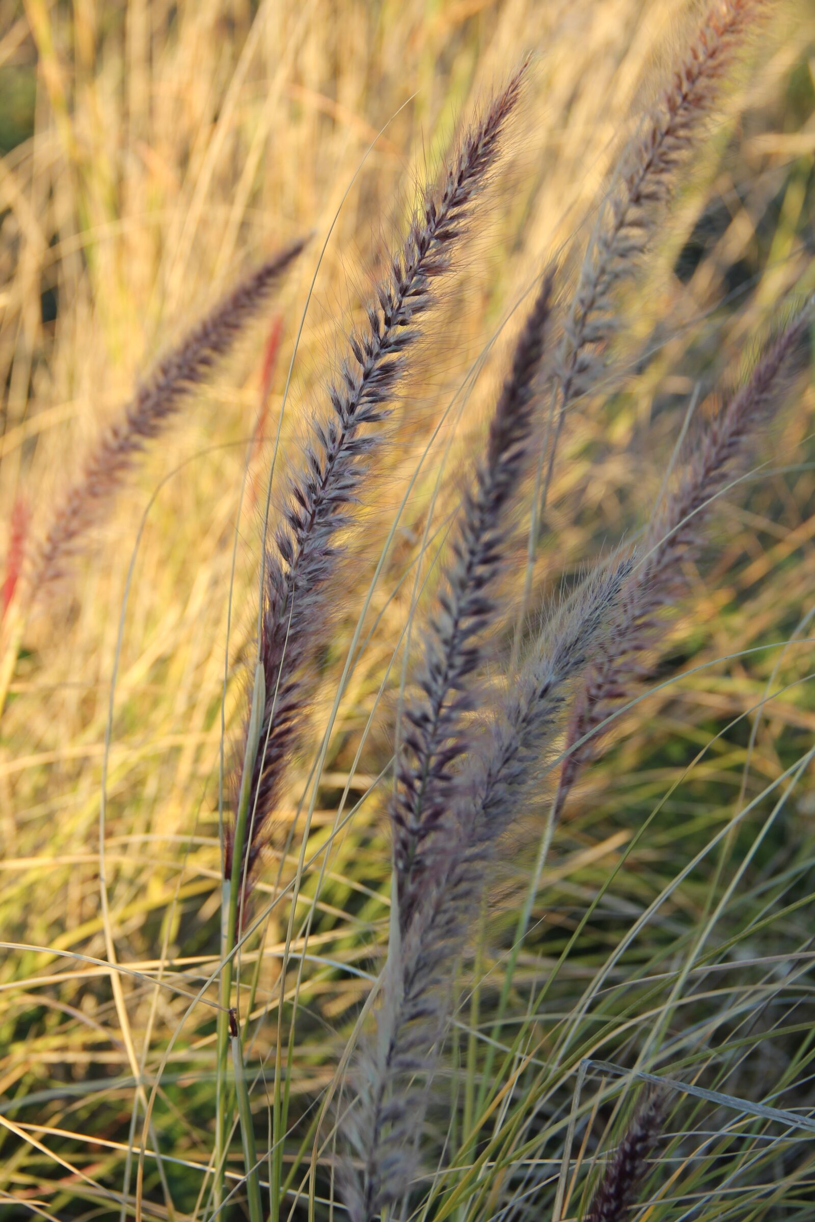 Canon EOS 550D (EOS Rebel T2i / EOS Kiss X4) sample photo. Grass, seeds, weed photography