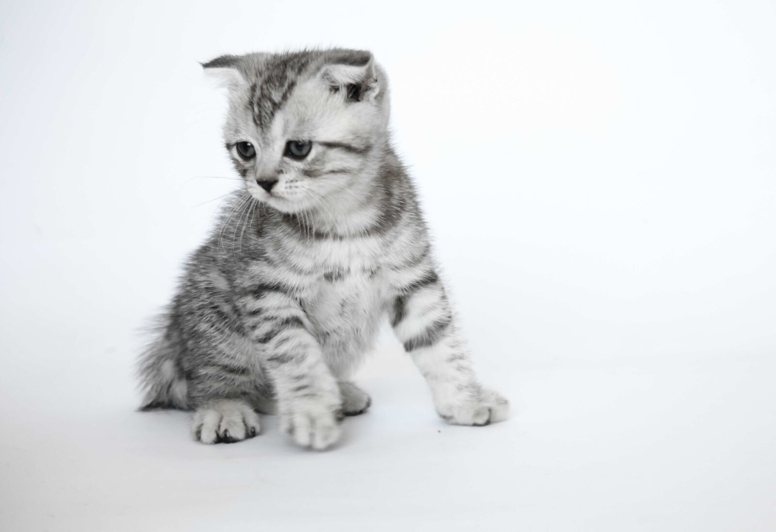 Canon EOS 5D Mark II sample photo. Folded ears, kittens, short-haired photography