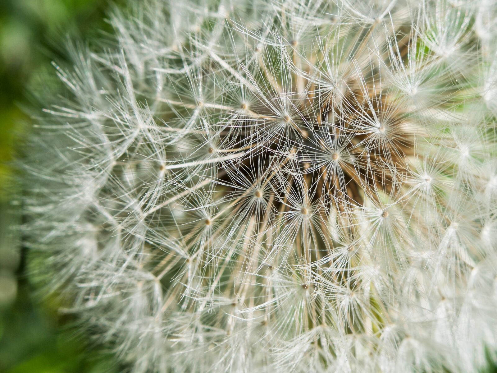 Nikon D5300 sample photo. Dandelion, seeds, close up photography