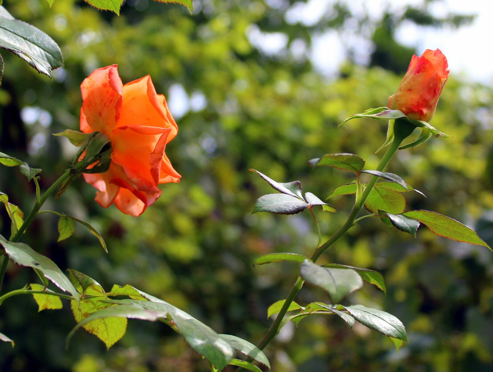 Canon EOS 1200D (EOS Rebel T5 / EOS Kiss X70 / EOS Hi) sample photo. Rose, flower, garden photography