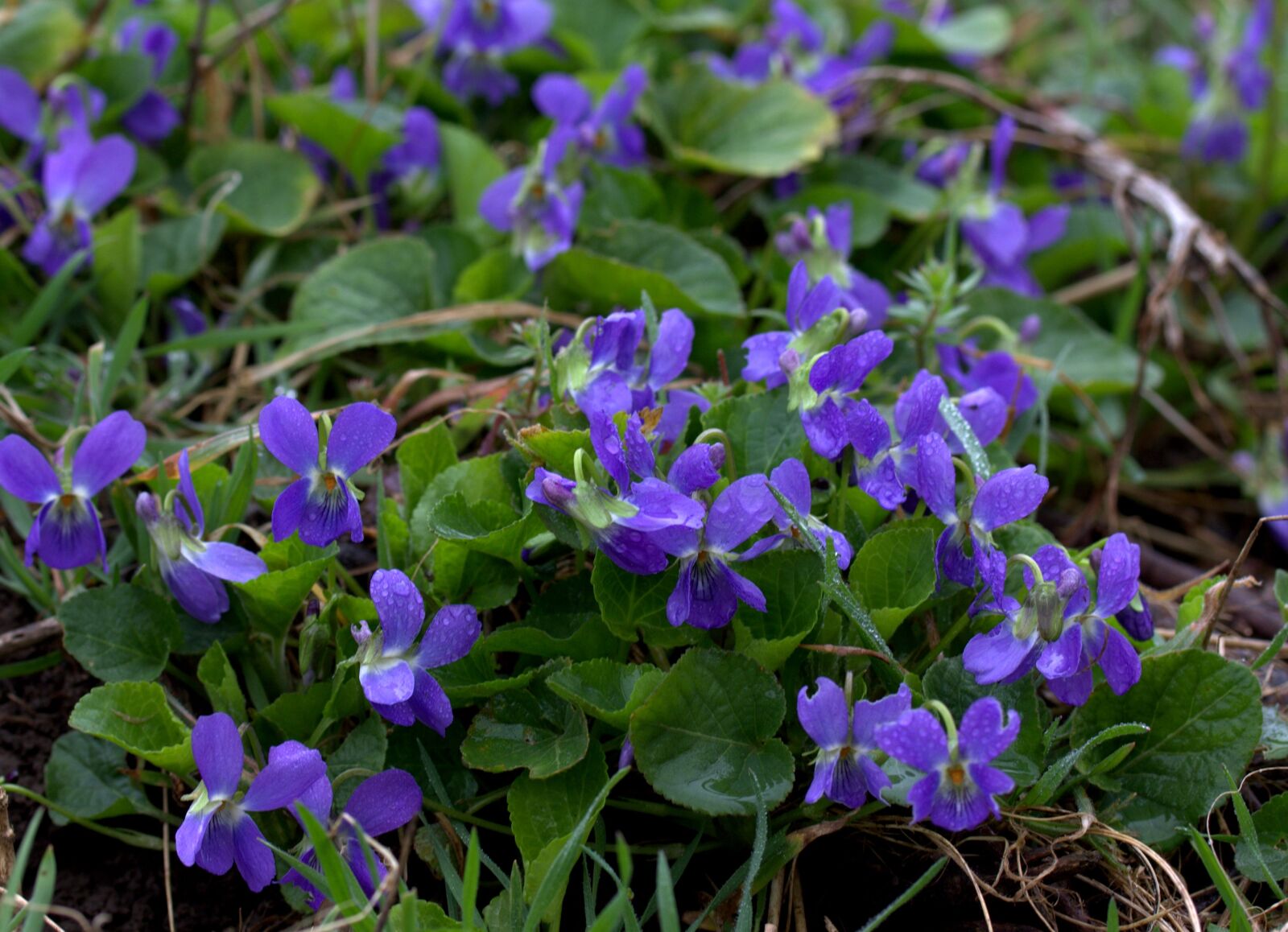 Canon EOS 700D (EOS Rebel T5i / EOS Kiss X7i) sample photo. Micsunele, violet, flower photography