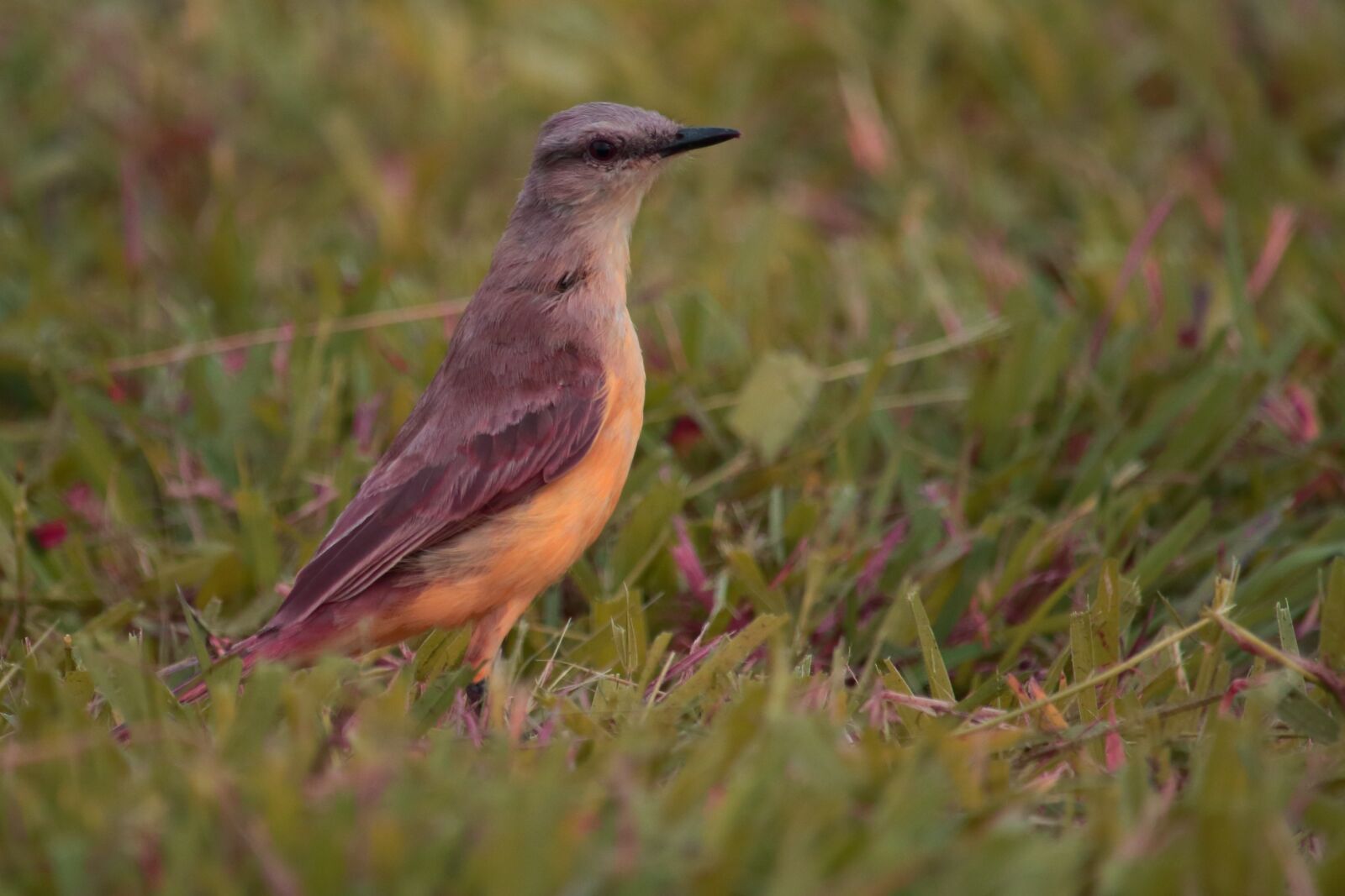 Canon EF-S 55-250mm F4-5.6 IS STM sample photo. Birds, wildlife, nature photography