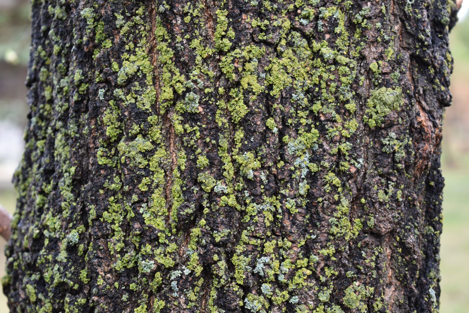 Nikon D5600 sample photo. Moss, tree, green photography
