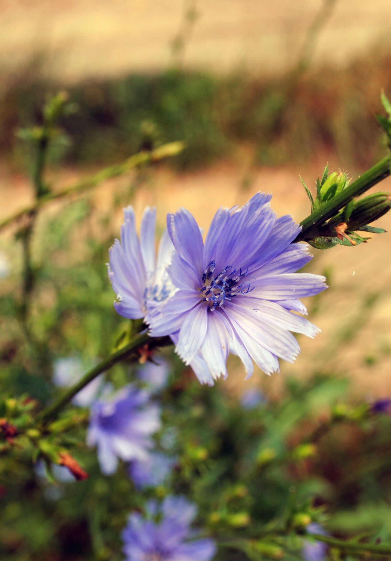 Nikon D3000 sample photo. Summer, flower, chicory photography