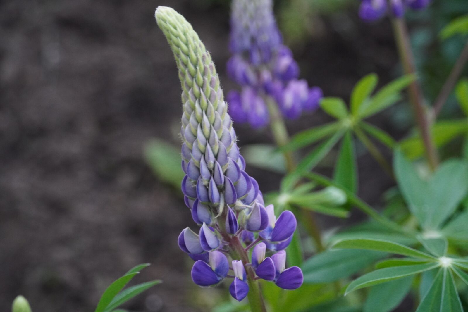 Sony a6400 sample photo. Flower, spring, plant photography