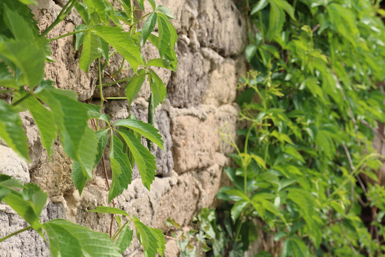 Canon EOS 70D sample photo. Brick, green, leaf, old photography