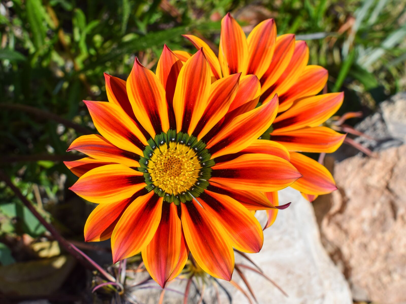 Nikon D3300 sample photo. Gazania, flower, colorful photography