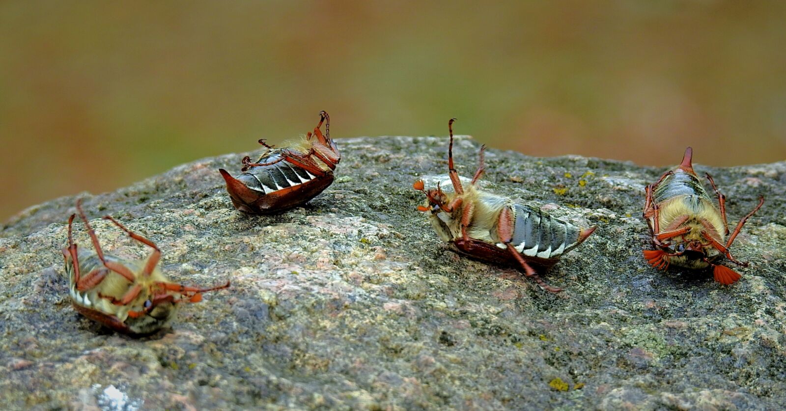 Nikon Coolpix P900 sample photo. Bugs, insects, rest photography