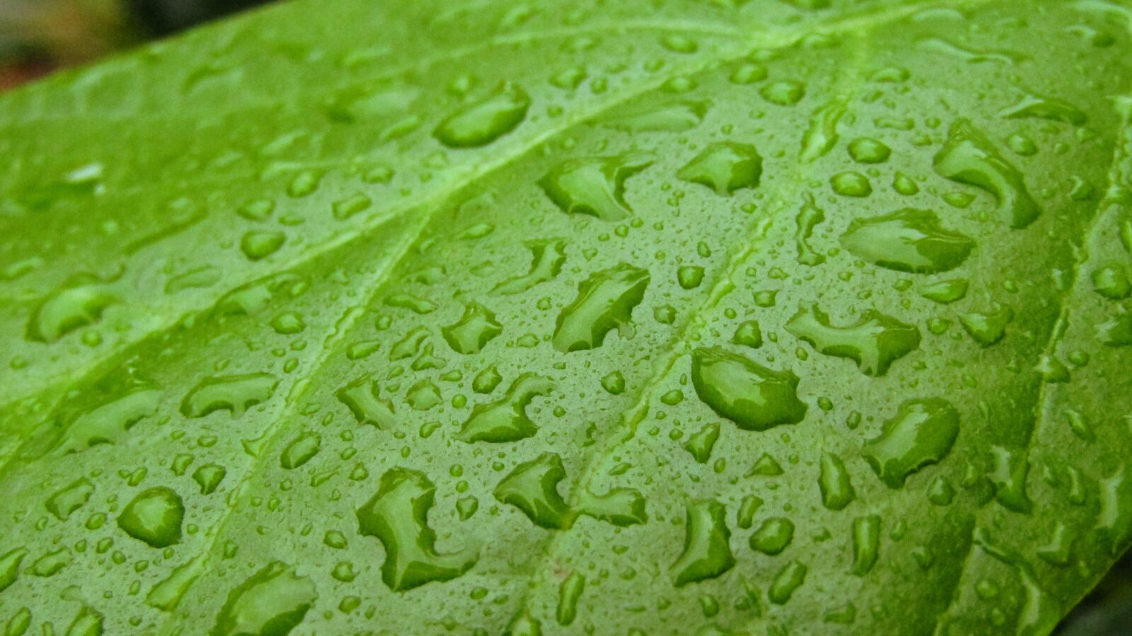 Canon PowerShot SX420 IS sample photo. Leaf, green, nature photography