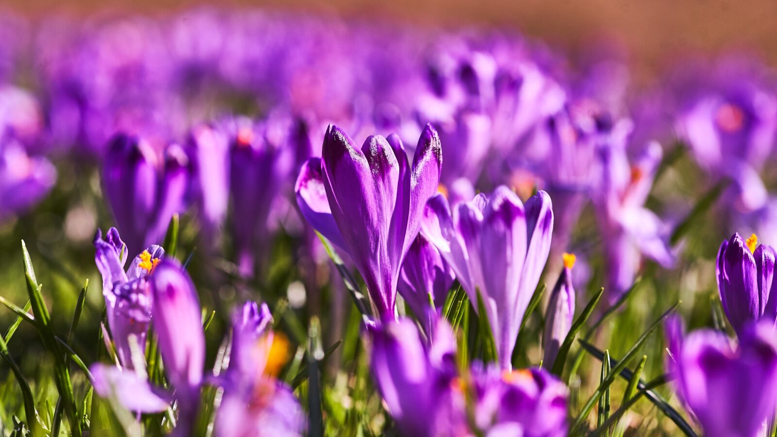 Canon EOS 5D sample photo. Crocus, spring, polyana photography