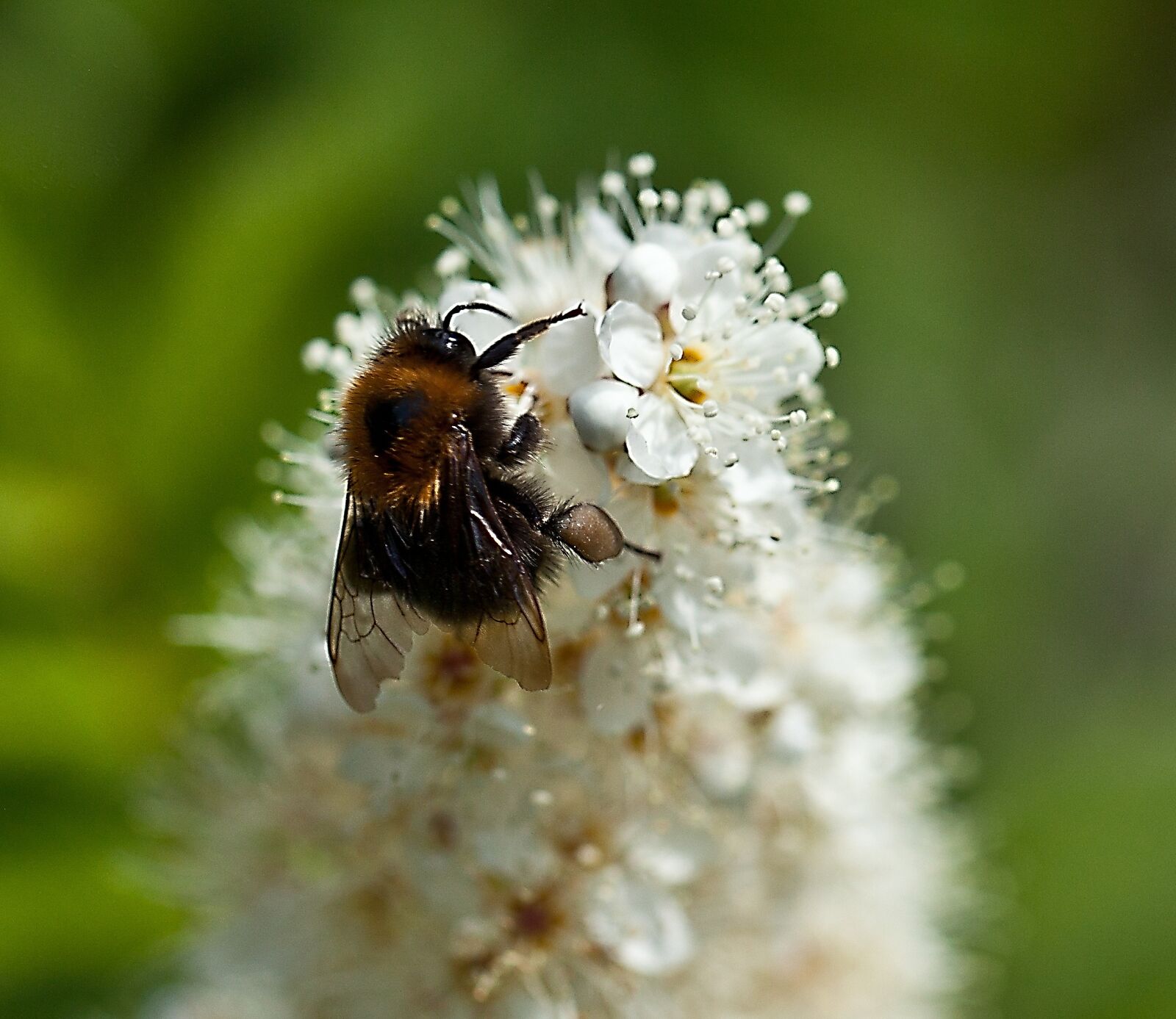 Canon EOS 5D Mark II sample photo. Insect, bittern, white flower photography