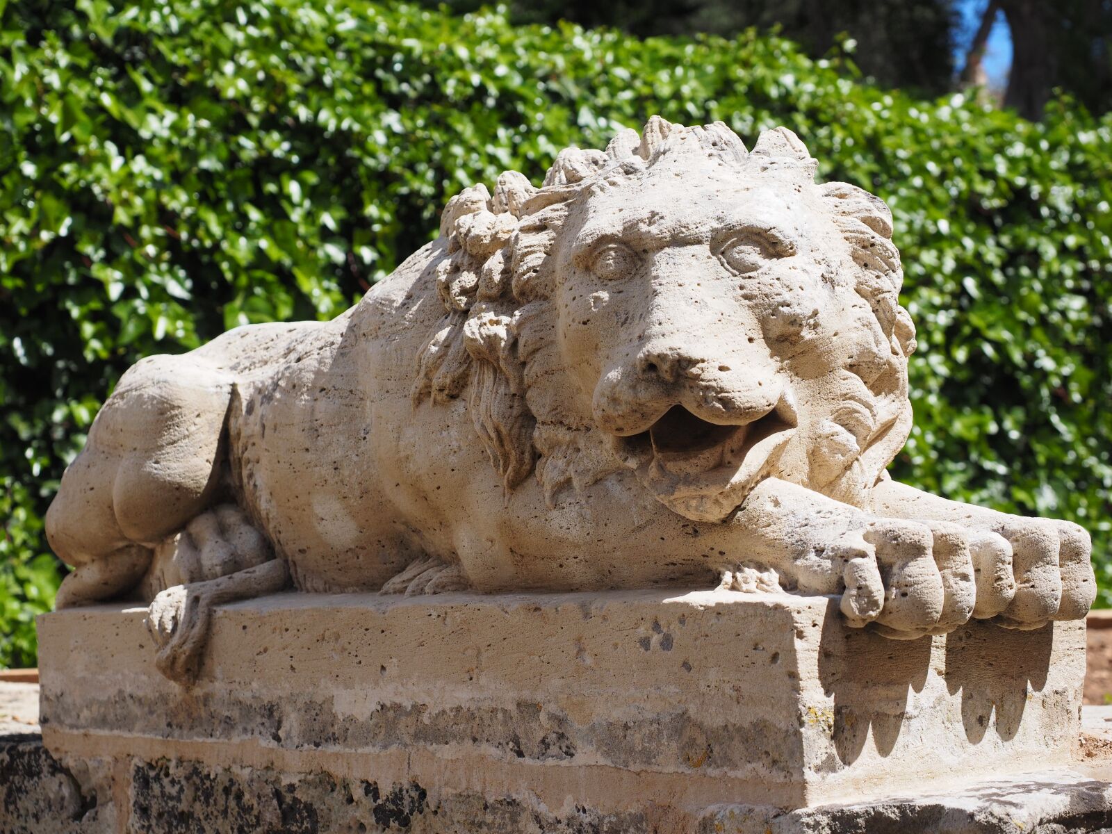 Olympus OM-D E-M1 + Olympus M.Zuiko Digital ED 12-40mm F2.8 Pro sample photo. Lion, predator, figure photography