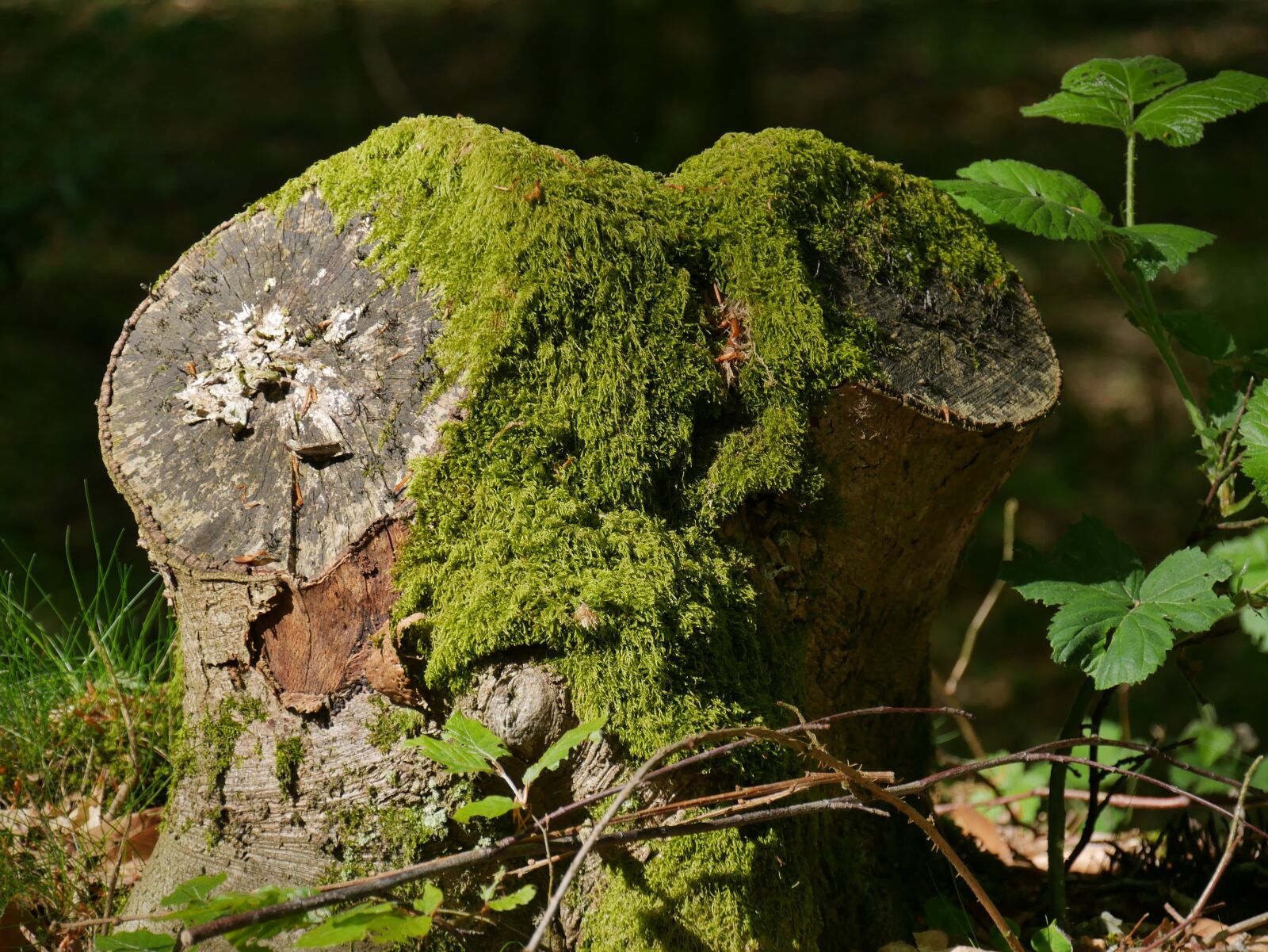 Panasonic DMC-G70 sample photo. Nature, wood, tree photography