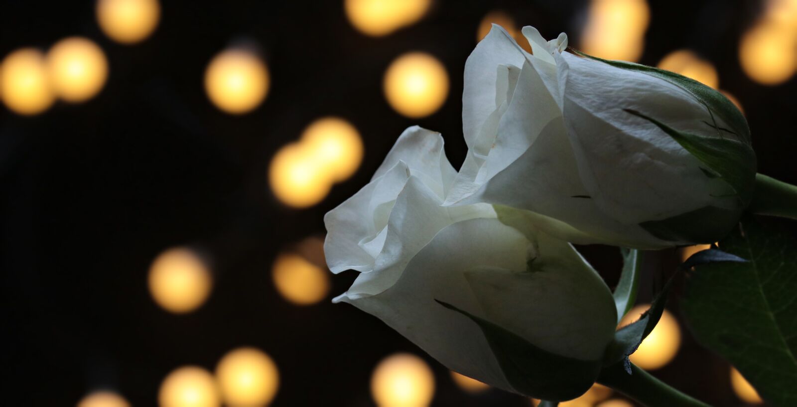 Canon EOS 80D sample photo. Roses, bokeh, white roses photography