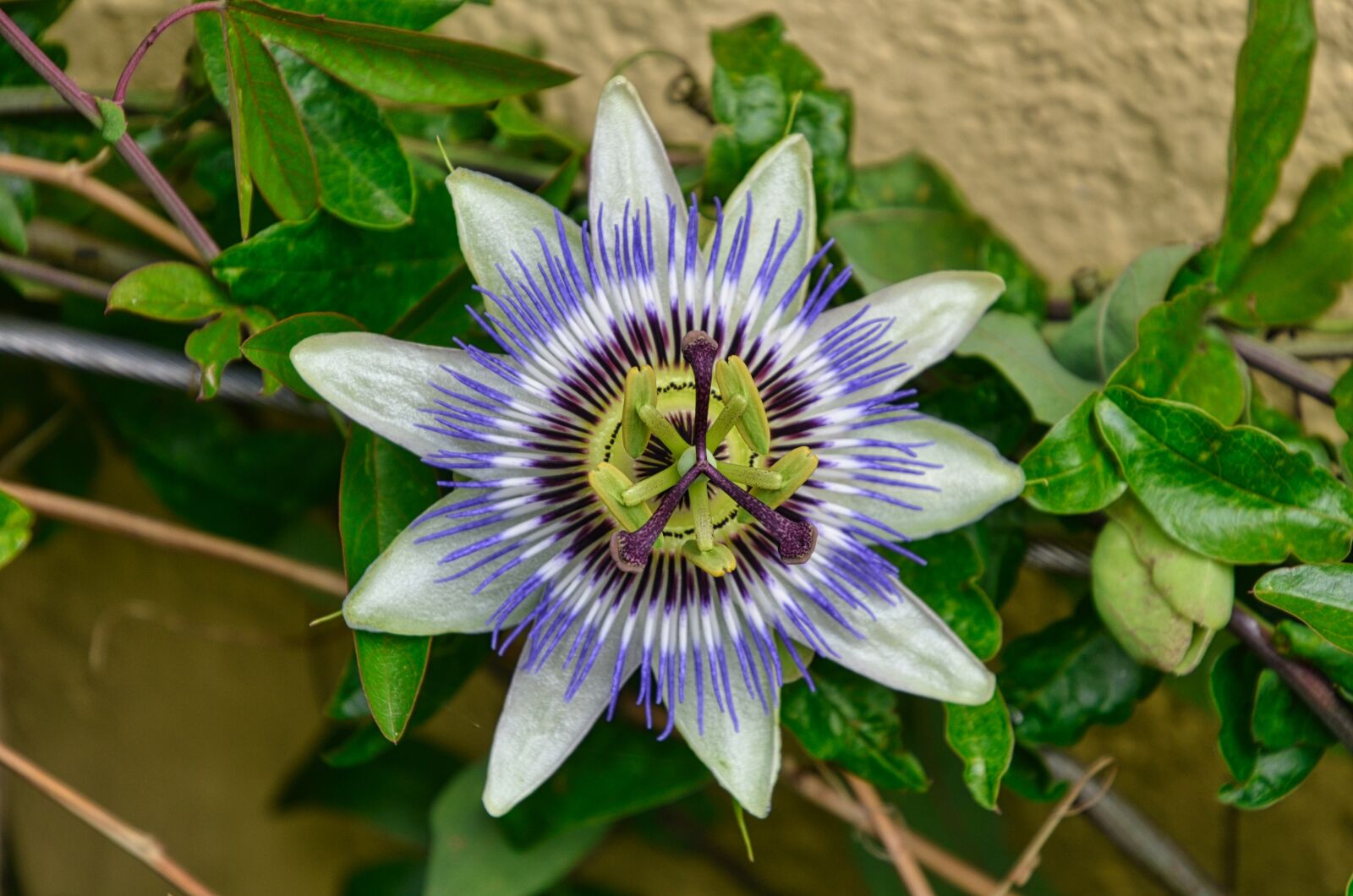 Nikon D7000 sample photo. Flower, petals, plants photography