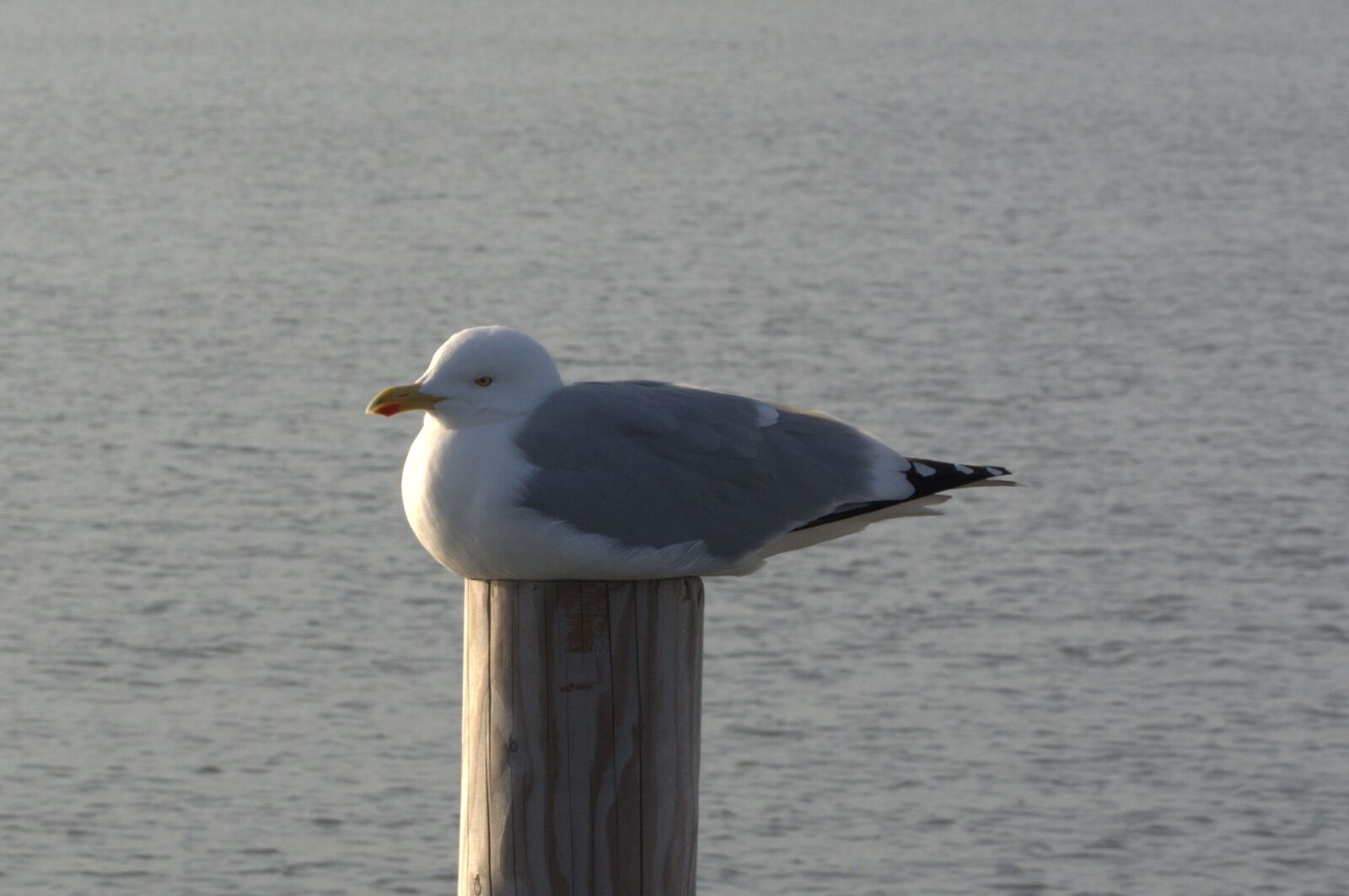 Nikon D5200 sample photo. Herring gull, seagull, larus photography