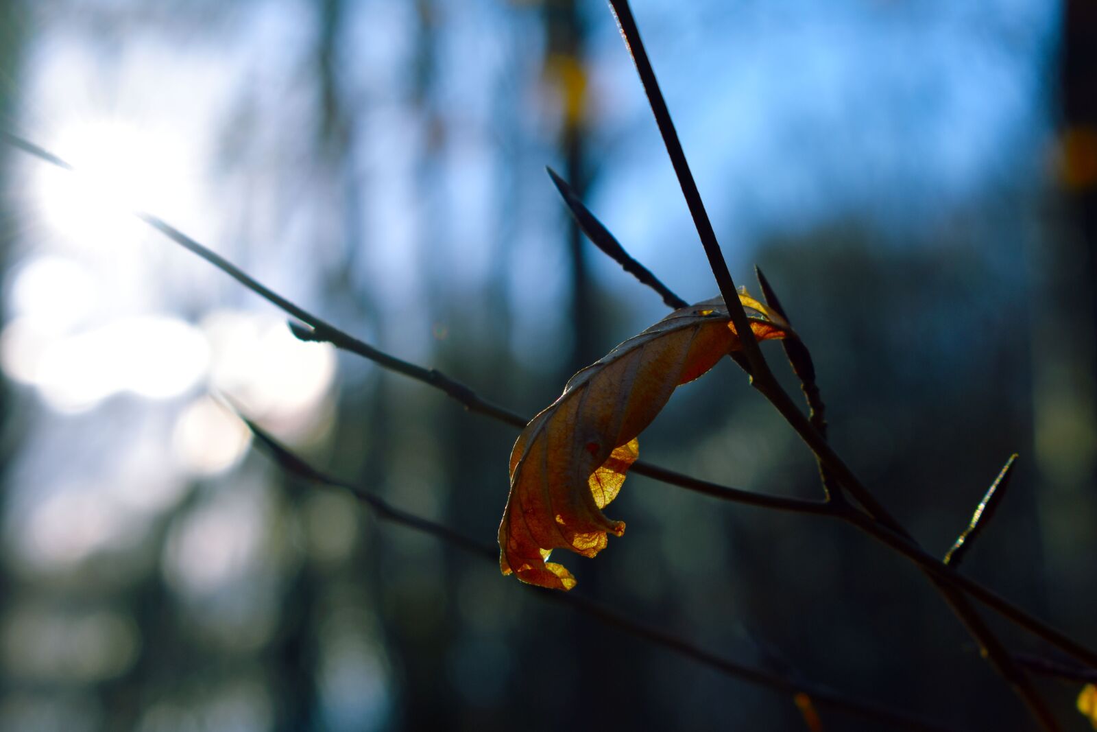 Nikon D3400 sample photo. Tree, branches, leaf photography