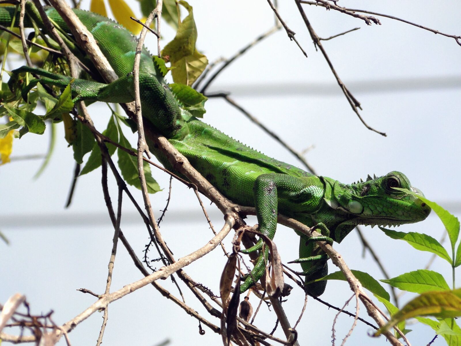 Sony Cyber-shot DSC-HX1 sample photo. Iguana, lizard, wood, camouflage photography