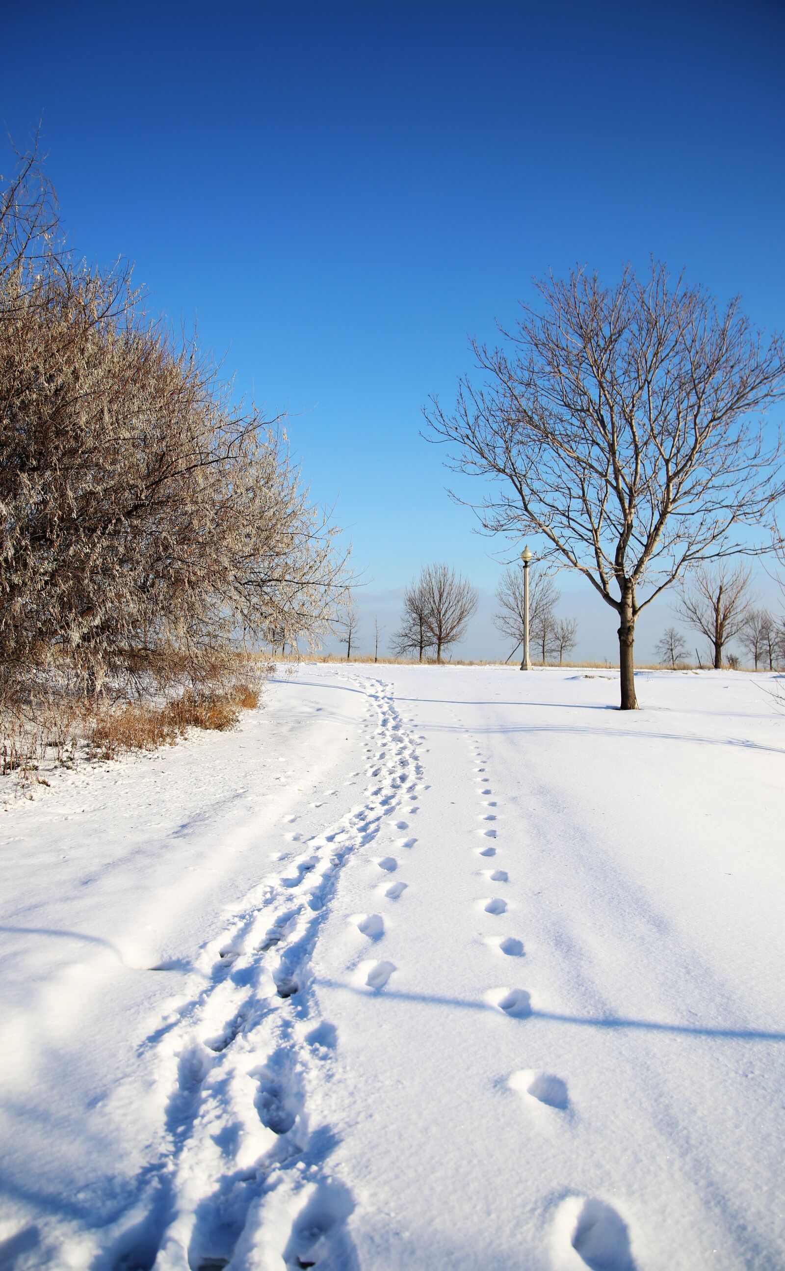 Canon EOS 6D + Canon EF 24-105mm F4L IS USM sample photo. Chicago, winter, snow photography