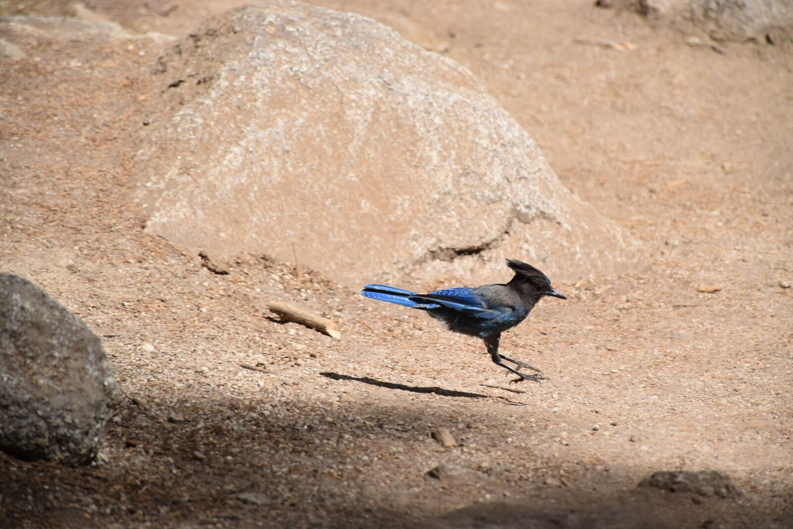 Nikon D5500 sample photo. Bird, nature, wilderness photography