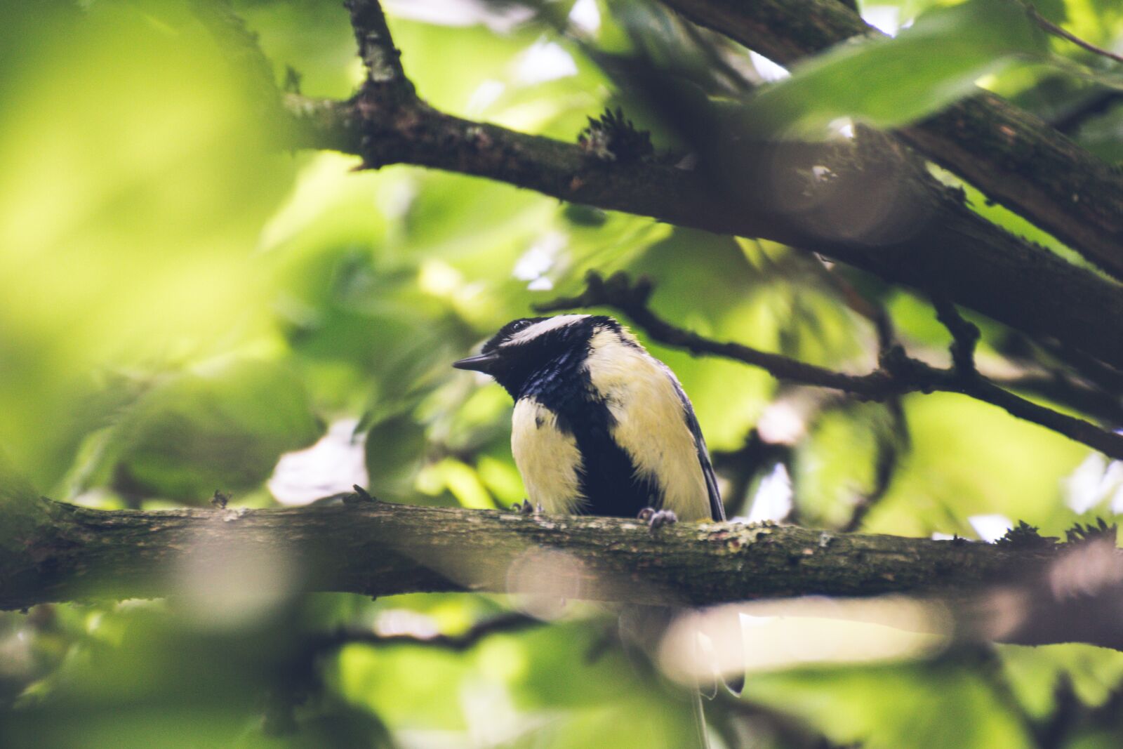 Canon EOS 70D sample photo. Tree, bird, nature photography