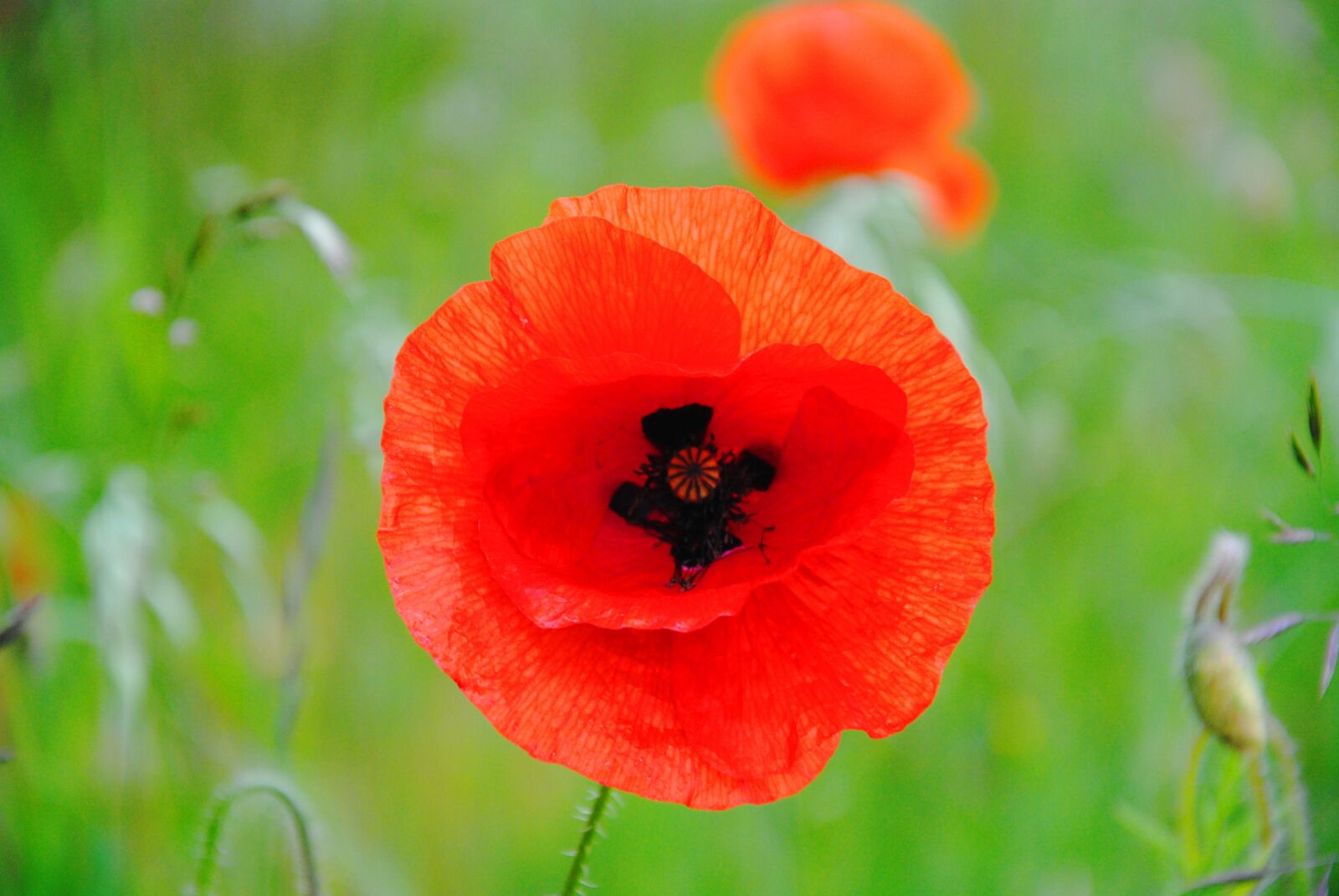 Nikon D3000 sample photo. Poppy, flowers, wild flowers photography