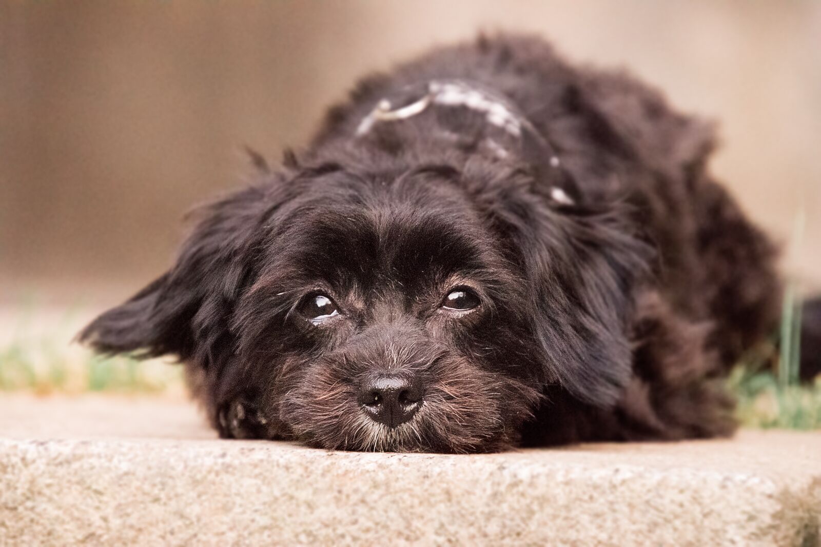 Nikon D3300 sample photo. Dog, cute, animal photography