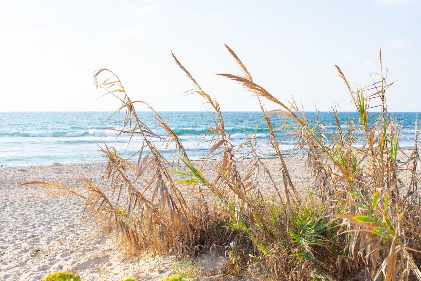 Nikon D7200 sample photo. Coast, spikes, sea photography
