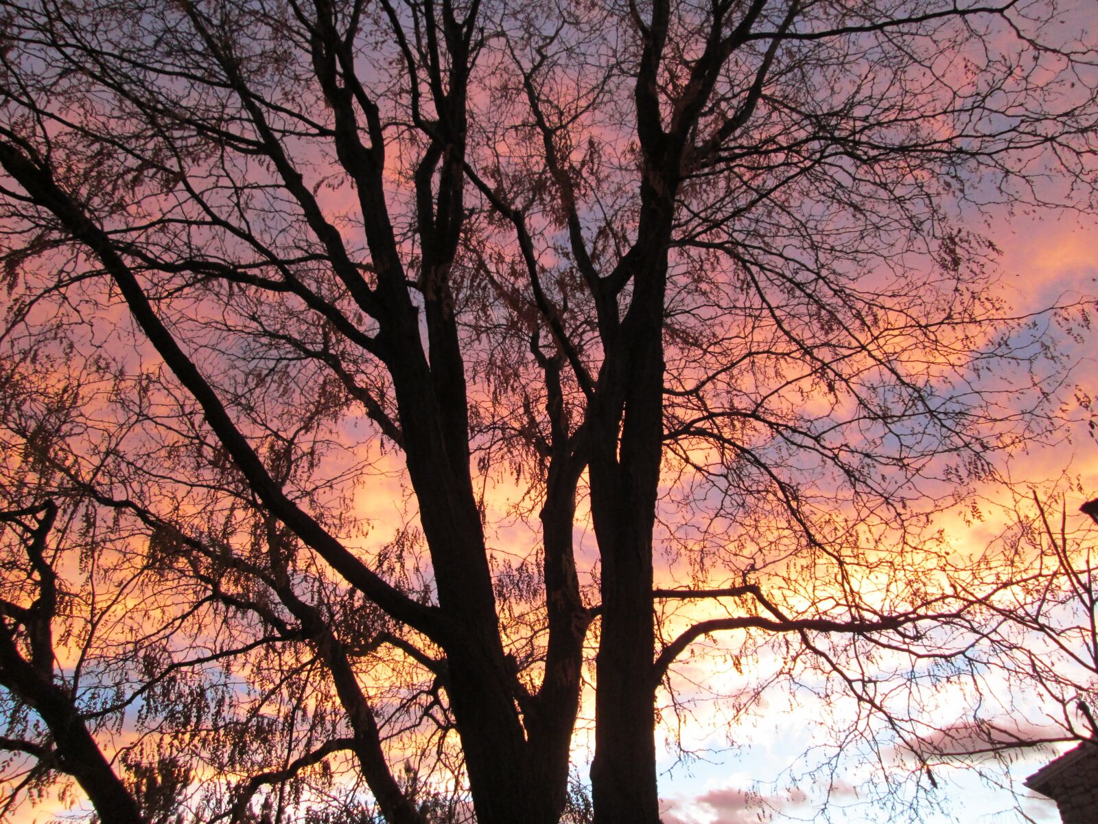 Canon PowerShot A1400 sample photo. Tree, clouds, sunrise photography