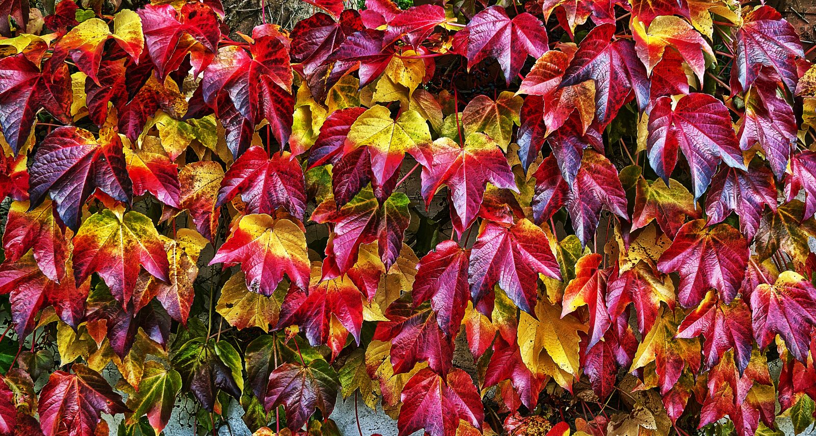 Panasonic Lumix DMC-FZ1000 sample photo. Leaf, autumn, fall color photography