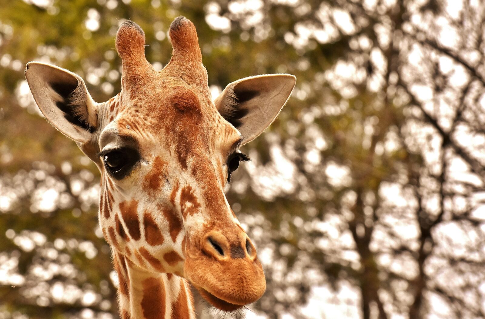 Nikon D7200 sample photo. Giraffe, zoo, animal photography