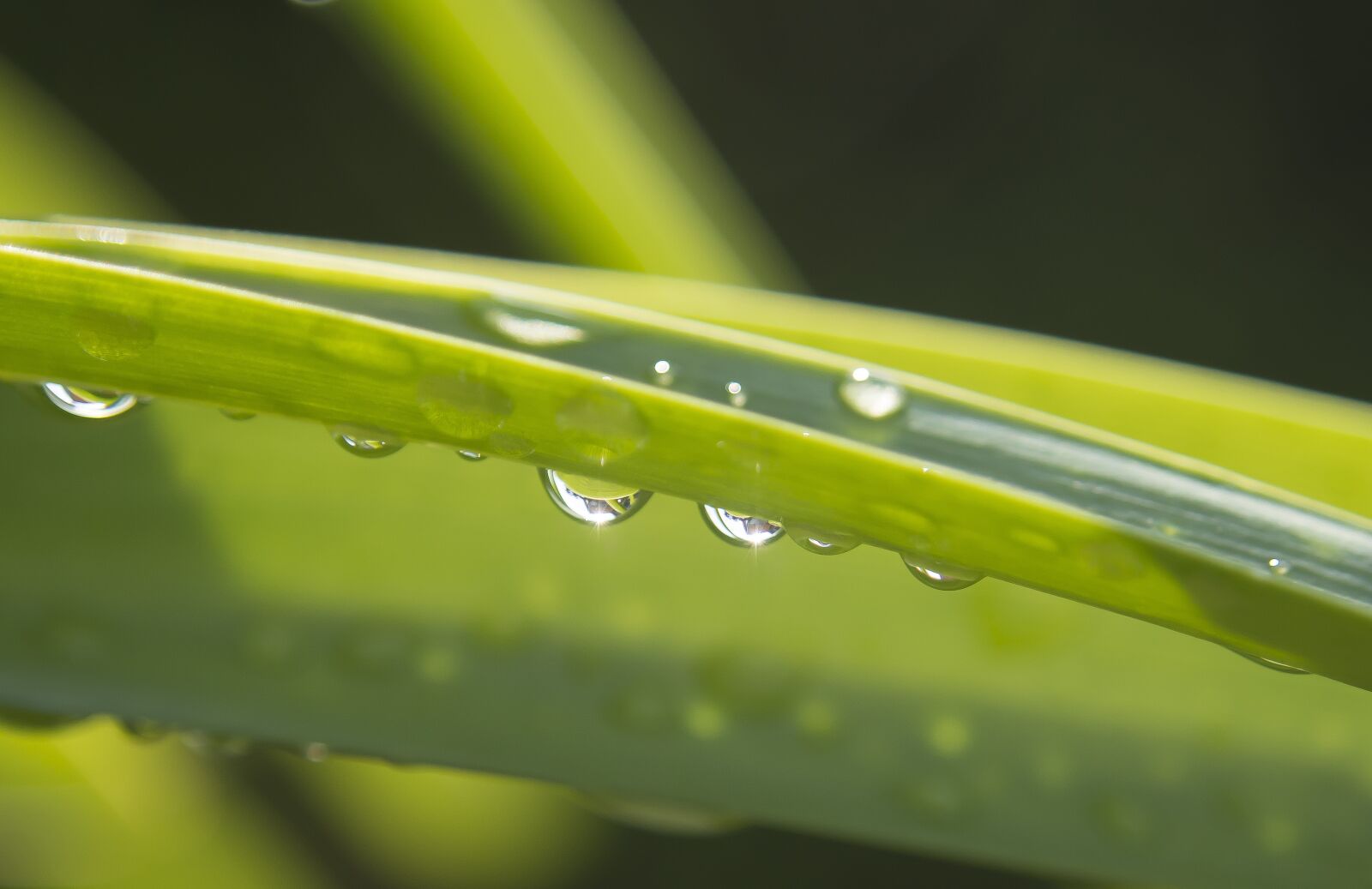 Nikon D7200 sample photo. Drip, rain, raindrop photography