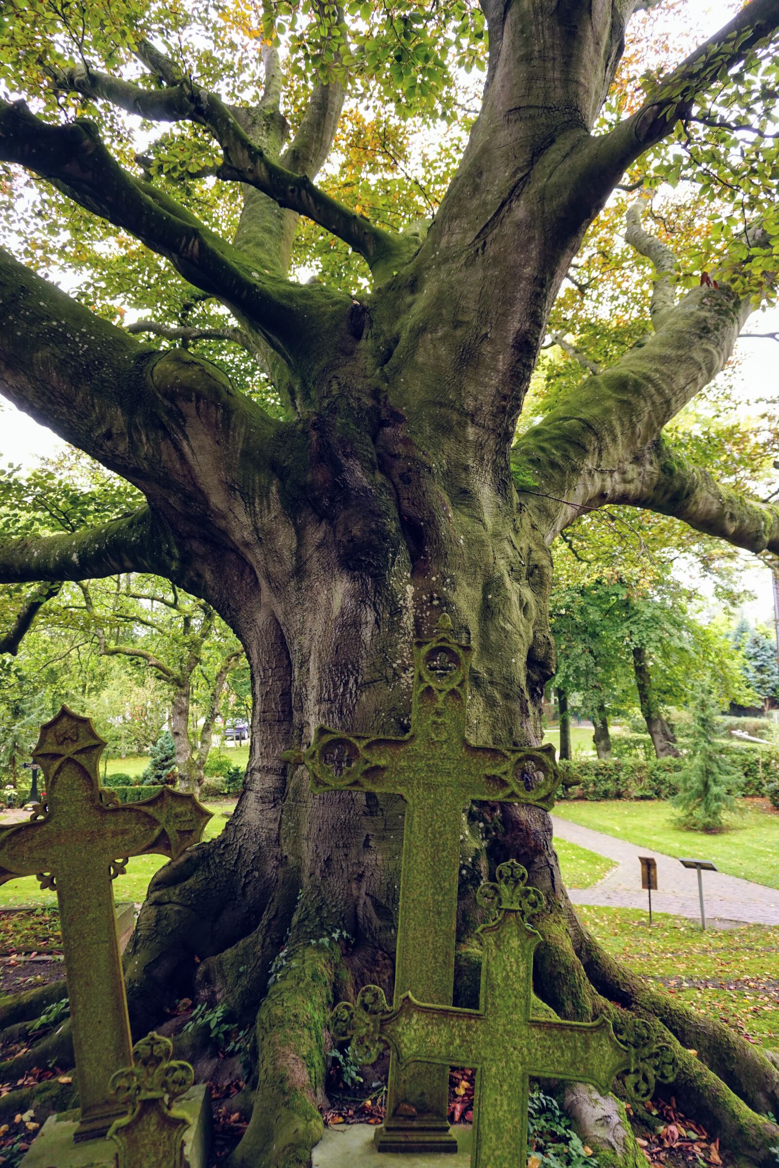 Sony a6000 sample photo. Tree, cemetery, graves photography