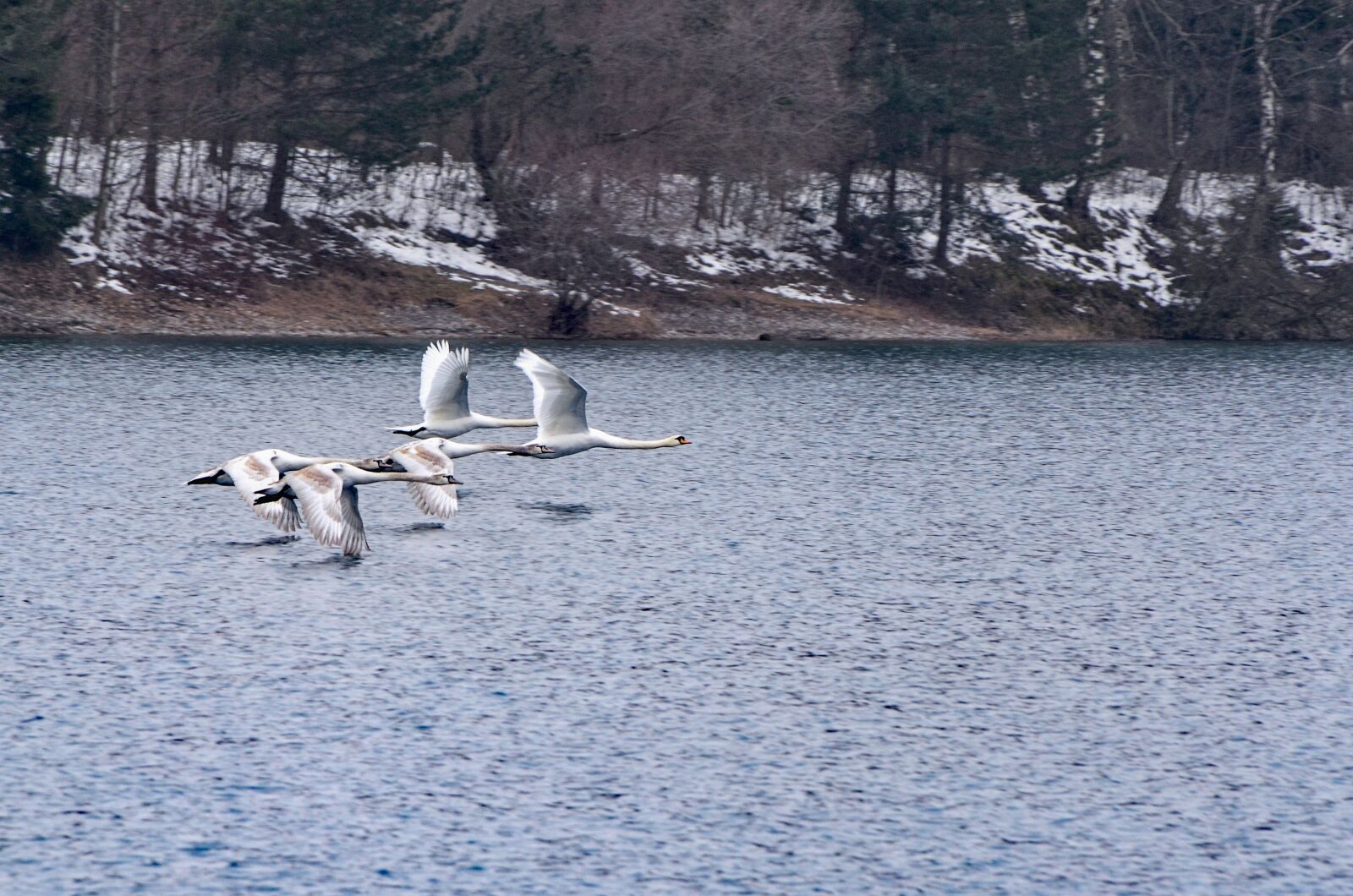 Nikon D7000 sample photo. Swans, water, nature photography