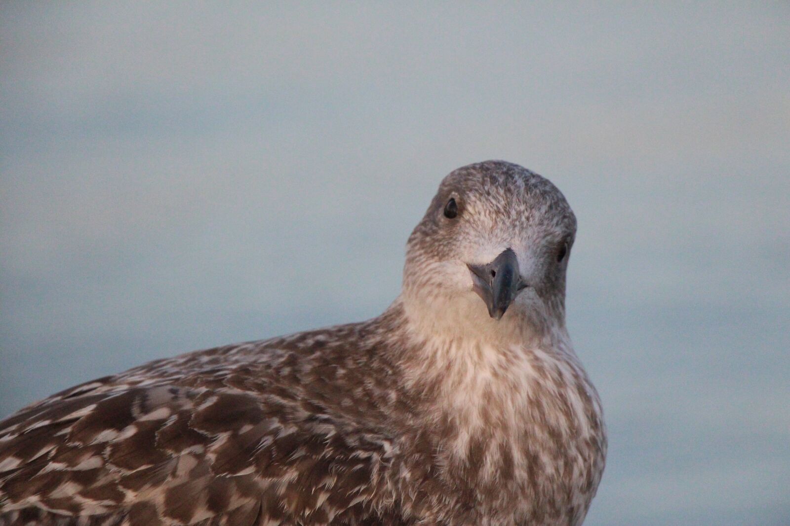 Canon EOS 650D (EOS Rebel T4i / EOS Kiss X6i) sample photo. Seagull, beach, ocean photography