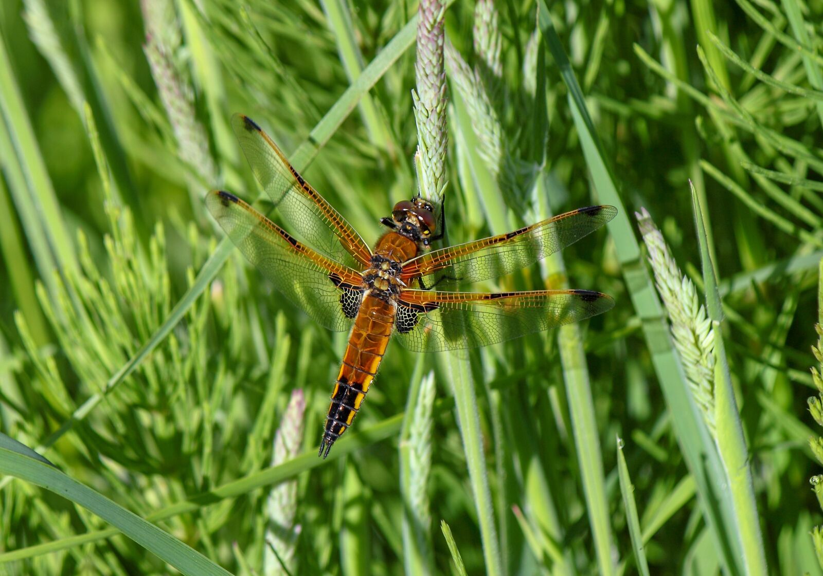Canon EOS 500D (EOS Rebel T1i / EOS Kiss X3) sample photo. Dragonfly, four-spotted-chaser, nature photography