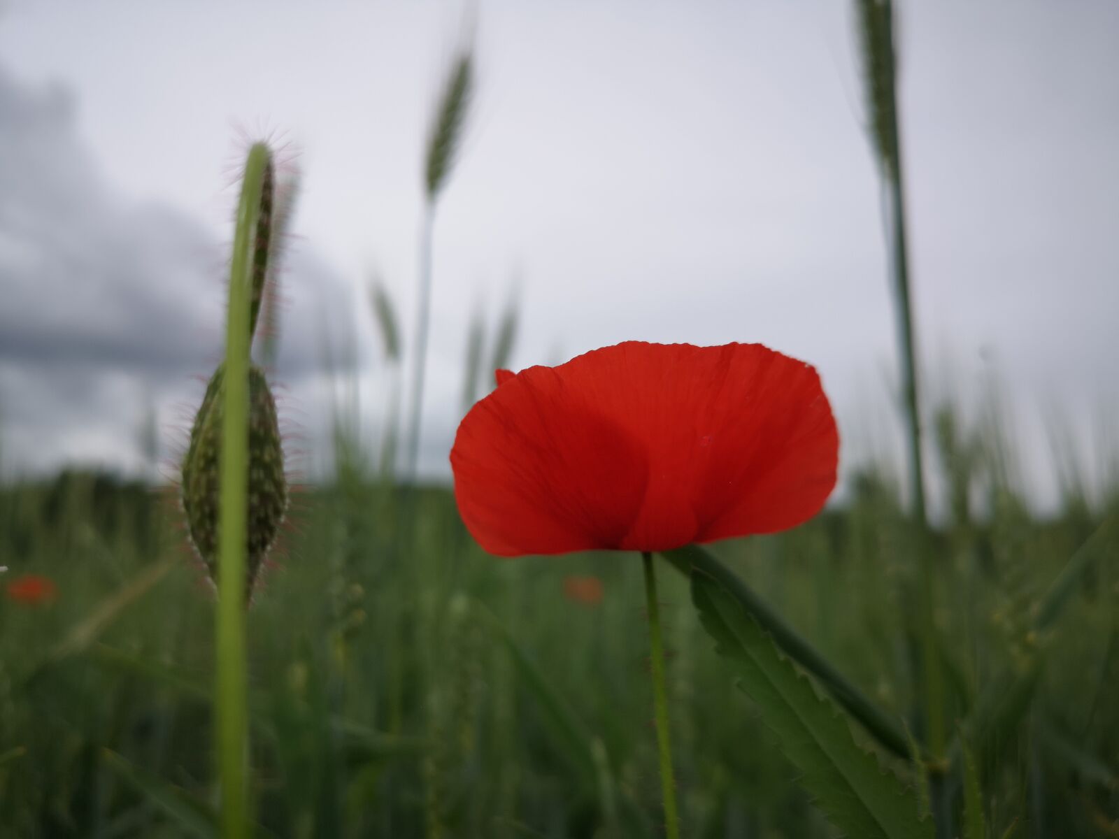 HUAWEI CLT-L29 sample photo. Poppy, profile, wheat photography