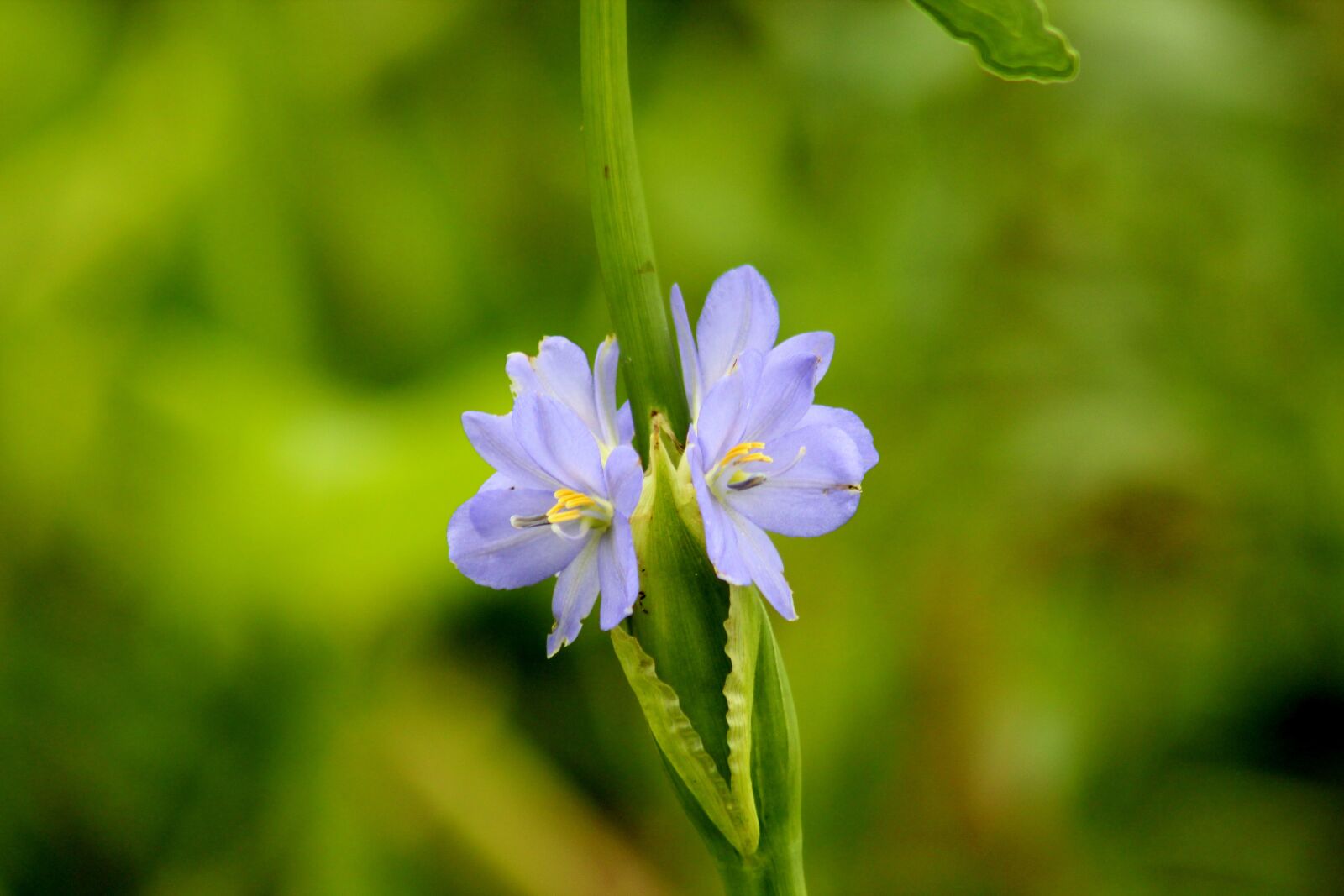 Canon EOS 600D (Rebel EOS T3i / EOS Kiss X5) sample photo. Nature, flowers, blossom photography