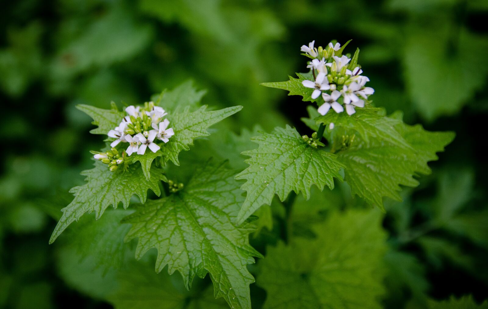 Nikon D5100 sample photo. Macro, forest, nature photography