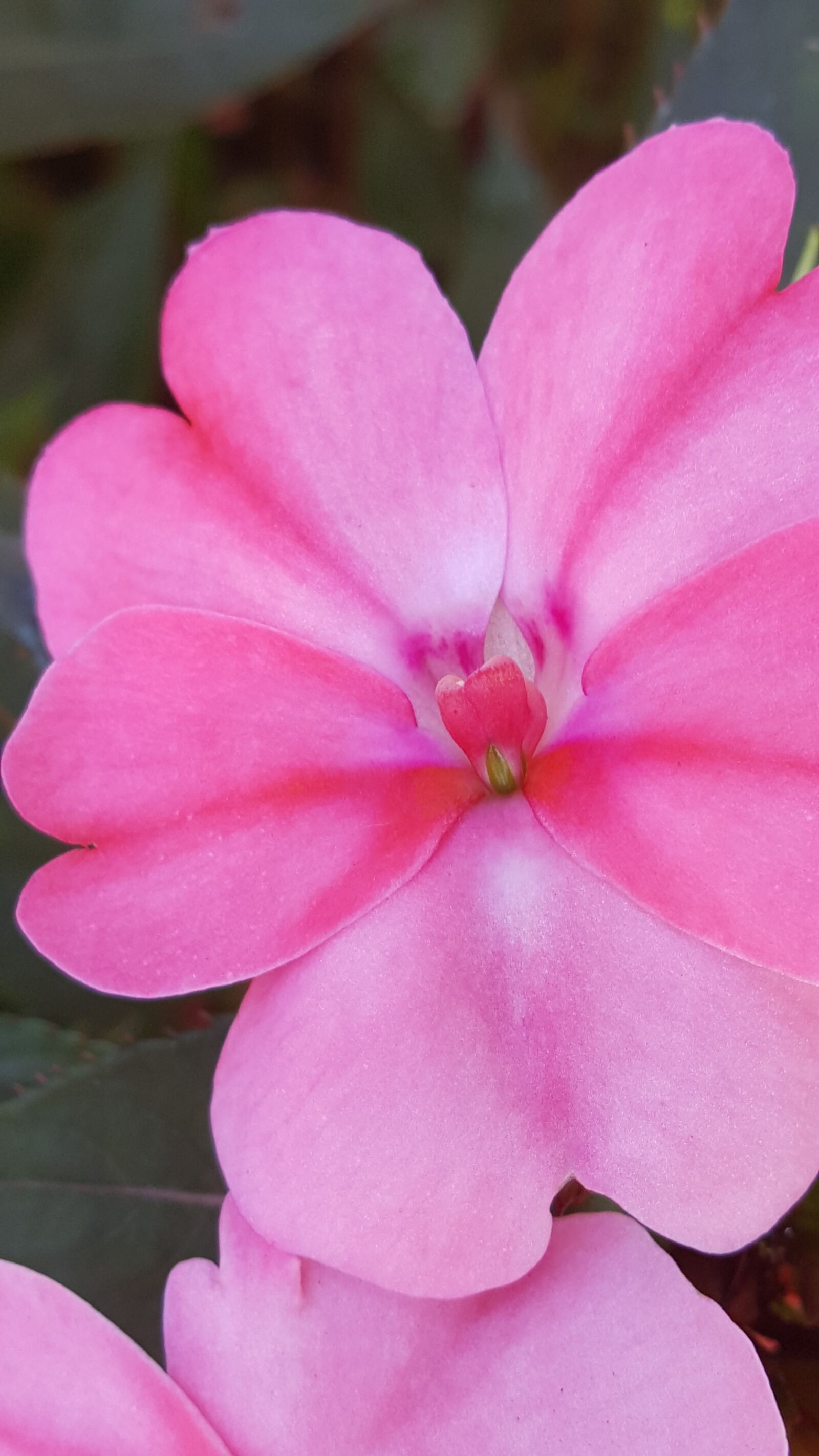 Samsung GALAXY S6 edge sample photo. Macro, flower, garden photography