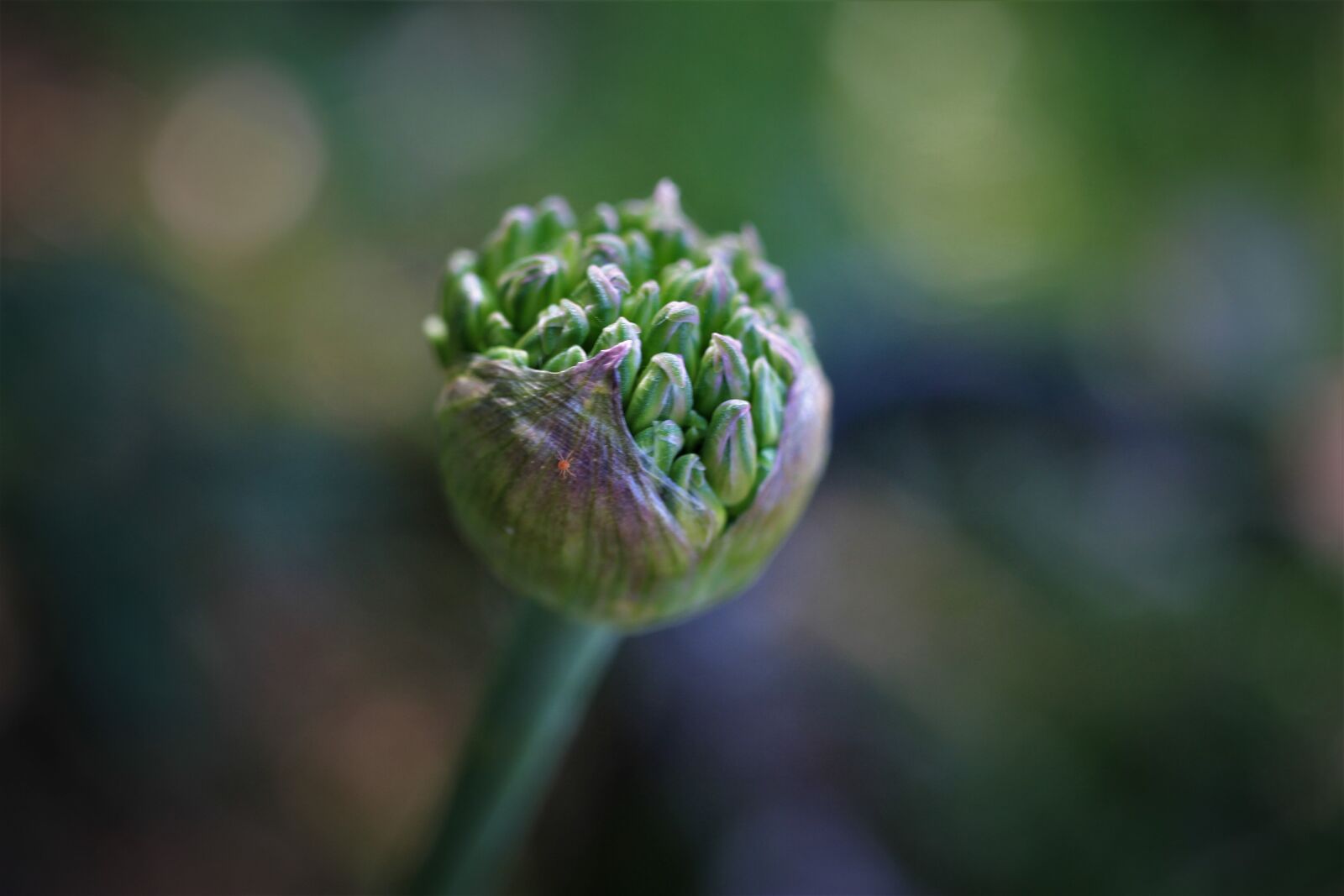 Canon EOS 7D sample photo. Ornamental onion, leek, garden photography