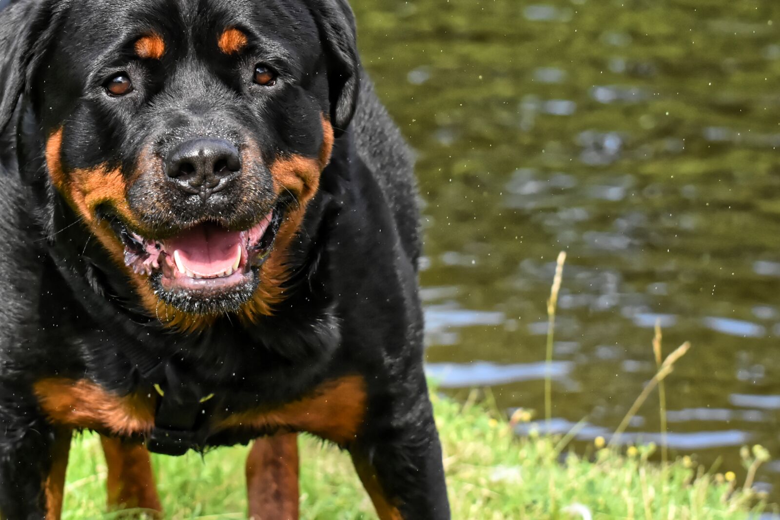 Nikon D7200 sample photo. Rottweiler, purebred dog, animal photography