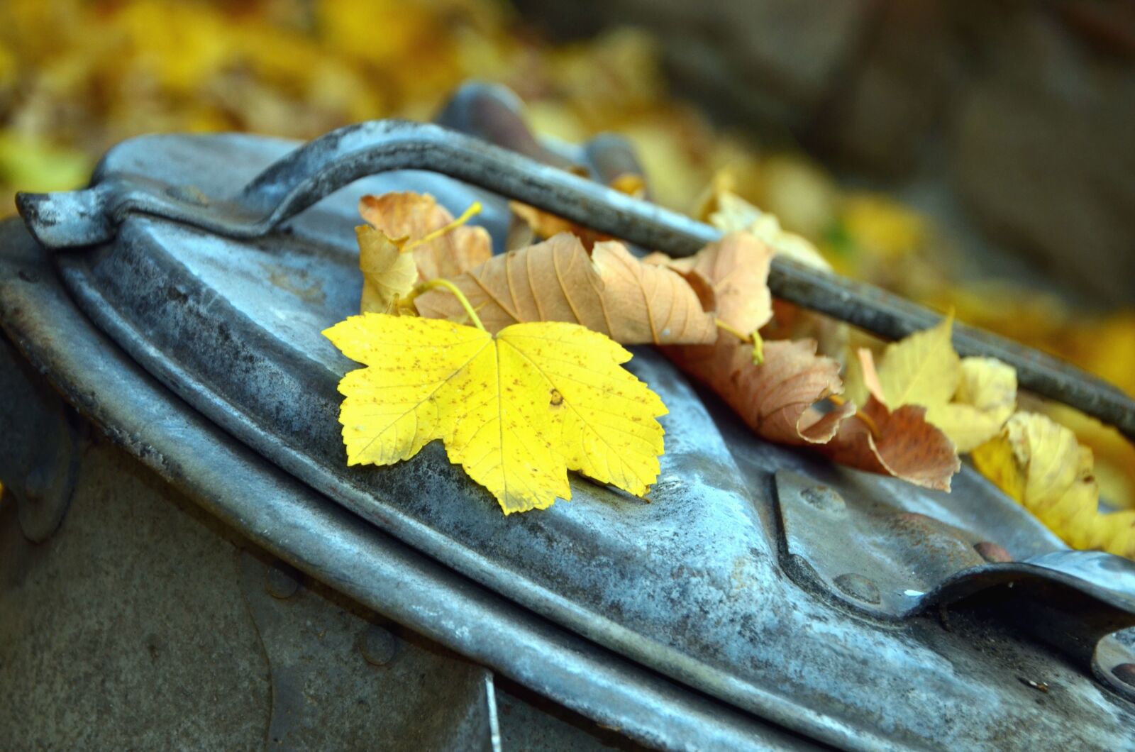 Nikon D5100 sample photo. Autumn, leaf, cover, metal photography