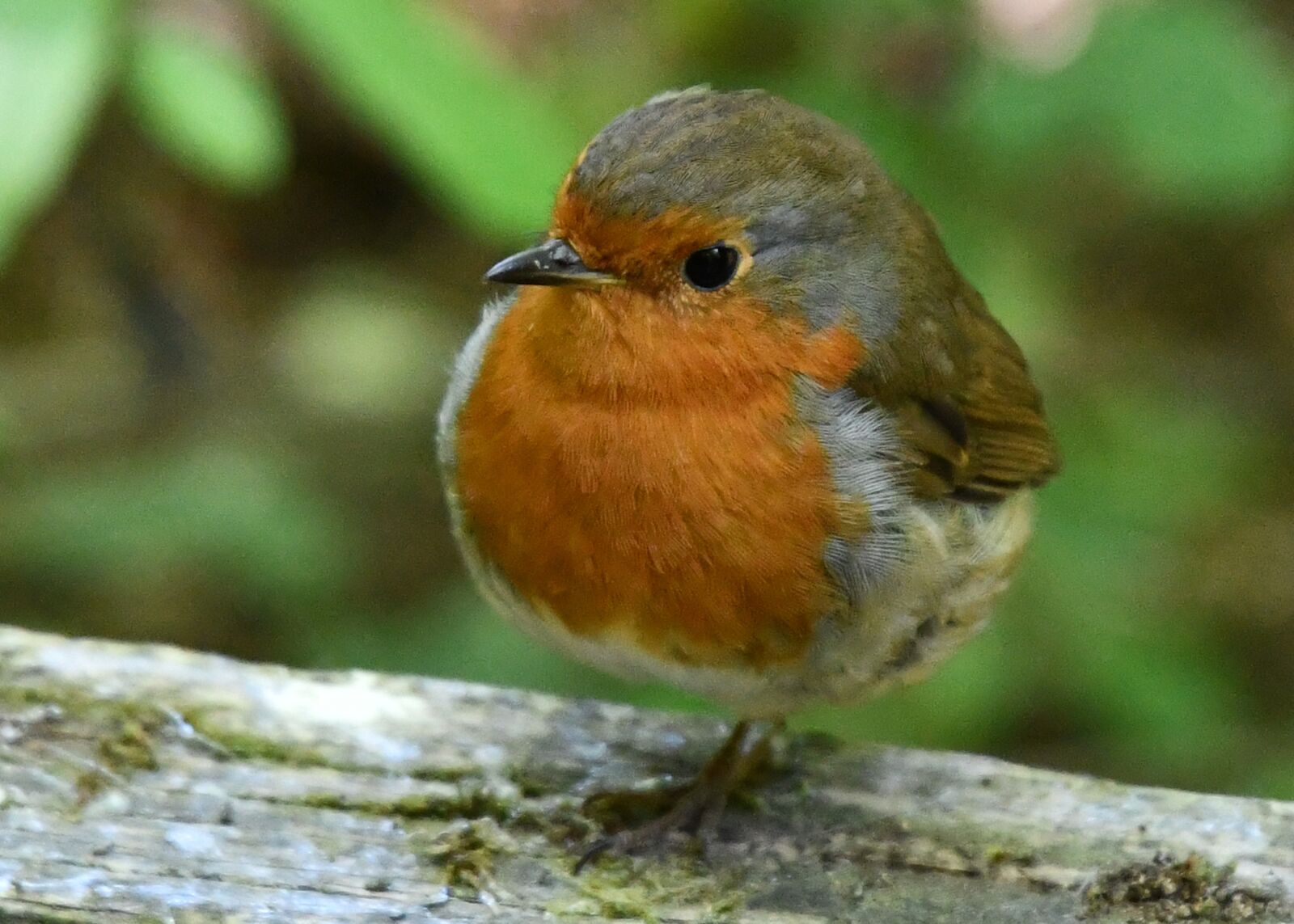 Nikon D7500 sample photo. Robin, robin redbreast, bird photography